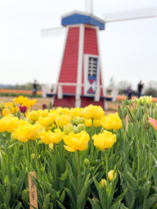 Wooden Shoe Tulip Festival - windmill