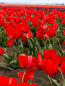Wooden Shoe Tulip Festival - CU red flowers