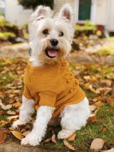 H&M sweaters, westies in fall sweaters, H&m fall sweaters, brown turtleneck, sweaters and dogs, fall style dogs, best fall sweaters, affordable fall sweaters