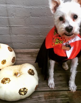 Winston Meets Pumpkins