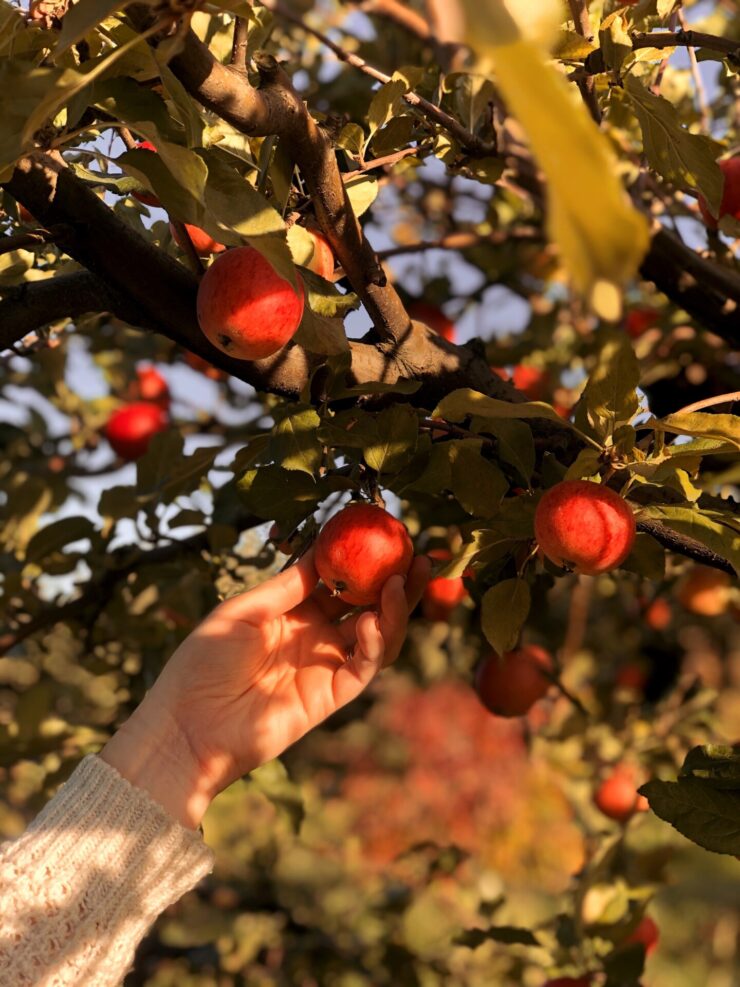 Weekend Reads - fall activities, Portland fall activities, apple orchards