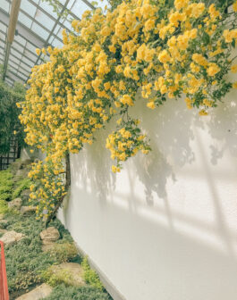 montreal botanical gardens - yellow flowers