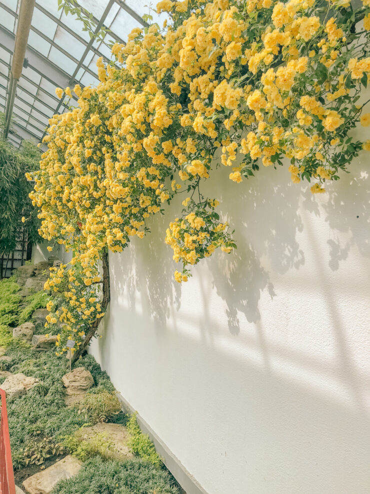 montreal botanical gardens - yellow flowers